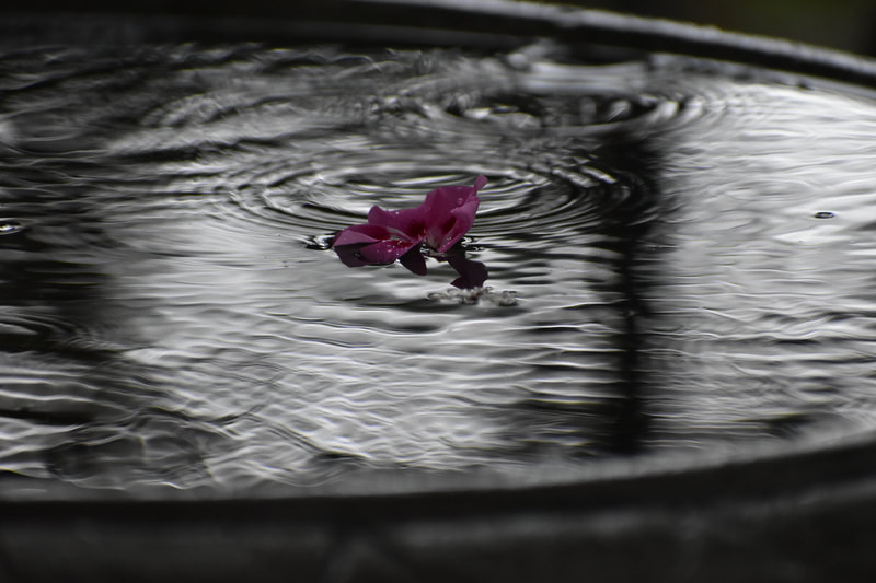 cormac tully, photography, camera, garden, flower, pink, petal, rain, birdbath