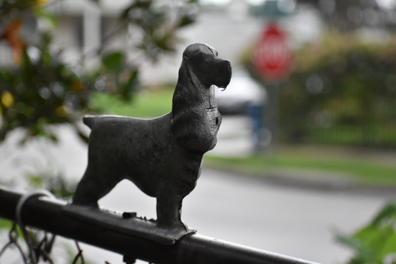 cormac tully, photography, camera, garden, fence, dog, dachshund, rain