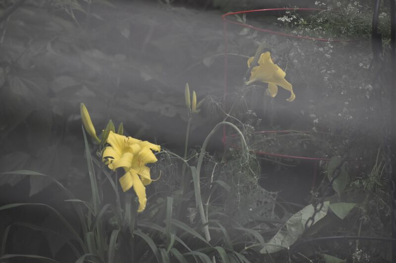 cormac tully, photography, camera, garden, flower, yellow