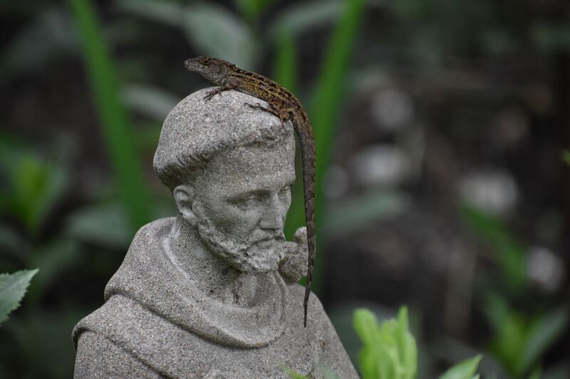 garden, statue, lizard, st. francis, cormac tully, photography