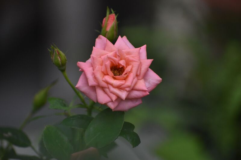cormac tully, photography, camera, garden, pink, rose, flower, 