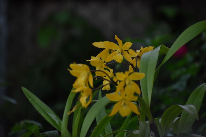 cormac tully, photography, camera, garden, yellow, flower, 